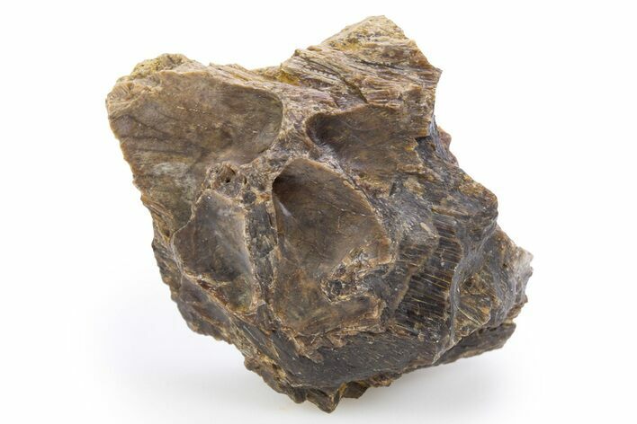 Fossil Tyrannosaur (T rex) Bone Section - Wyoming #306666